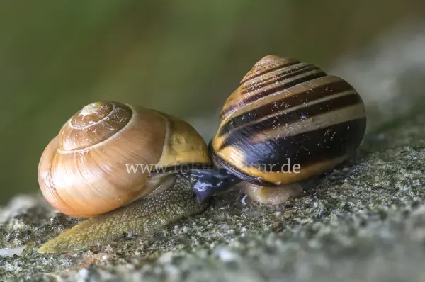 Fokus-Natur Bild