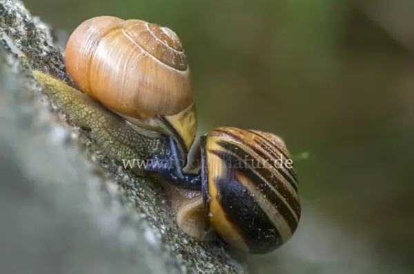 Fokus-Natur Bild