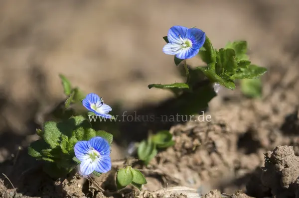 Fokus-Natur Bild