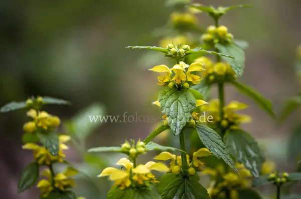 Fokus-Natur Bild