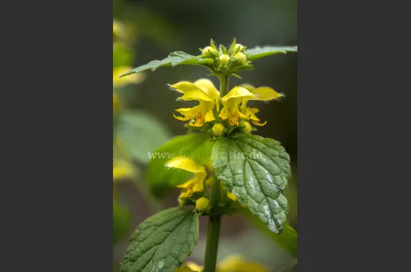 Fokus-Natur Bild