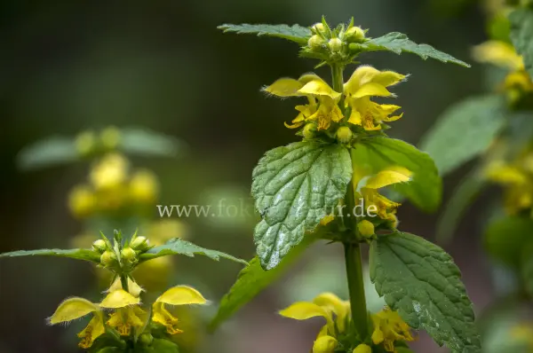 Fokus-Natur Bild