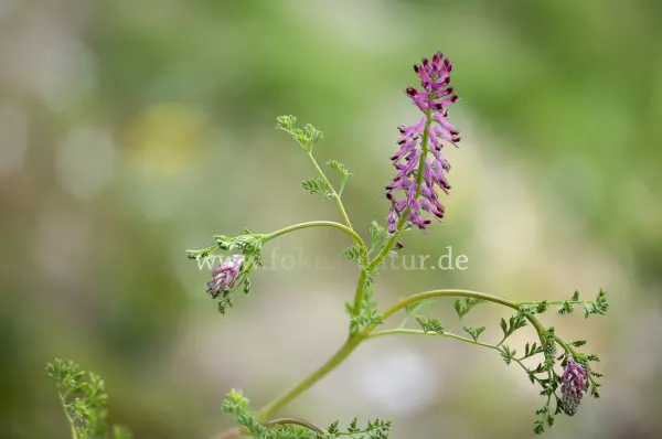 Fokus-Natur Bild