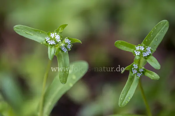 Fokus-Natur Bild