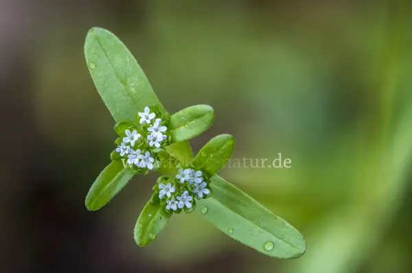 Fokus-Natur Bild