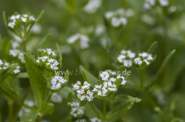 Fokus-Natur Bild