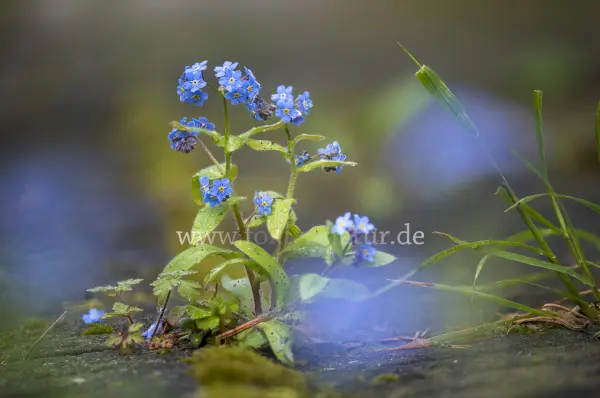 Fokus-Natur Bild
