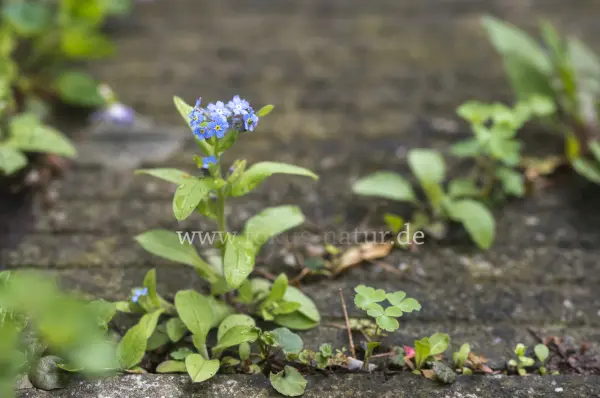 Fokus-Natur Bild