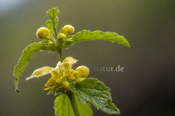 Fokus-Natur Bild