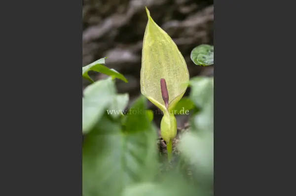 Fokus-Natur Bild