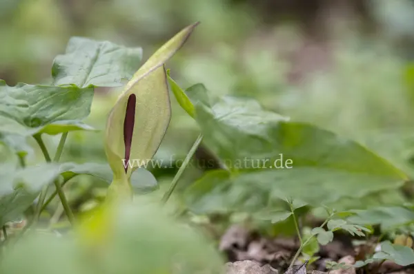 Fokus-Natur Bild
