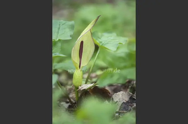 Fokus-Natur Bild