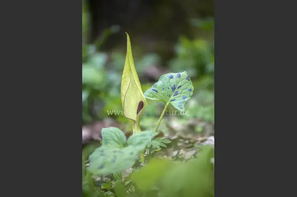 Fokus-Natur Bild