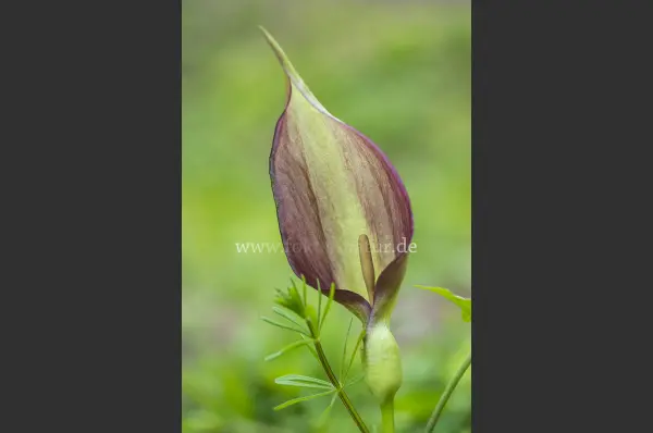 Fokus-Natur Bild