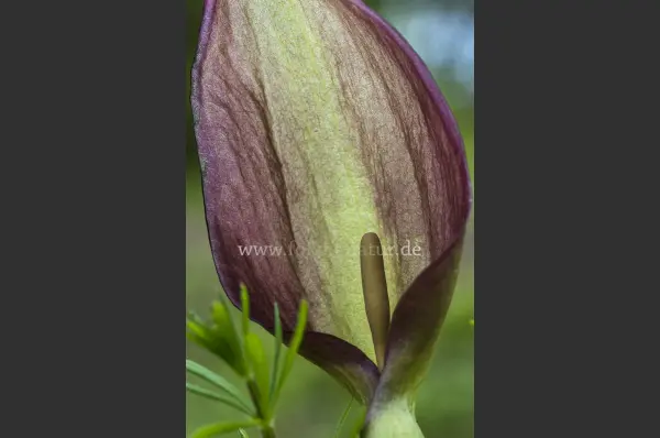 Fokus-Natur Bild