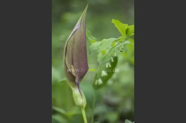 Fokus-Natur Bild