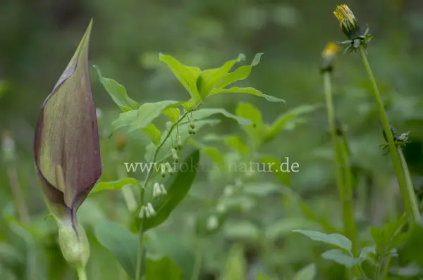 Fokus-Natur Bild