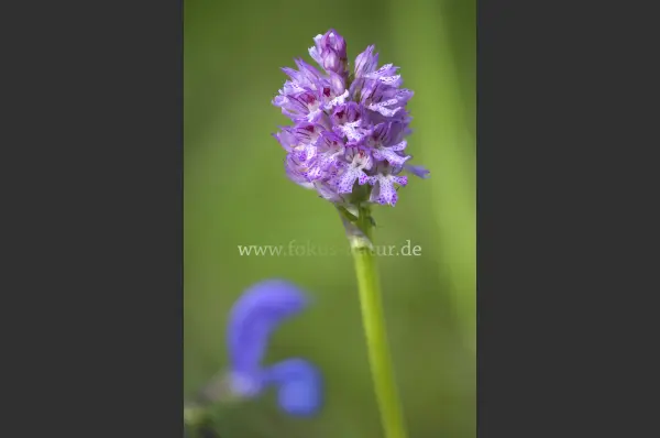 Fokus-Natur Bild