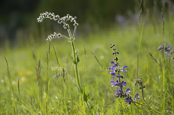 Fokus-Natur Bild