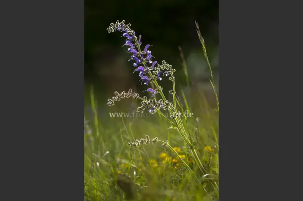Fokus-Natur Bild