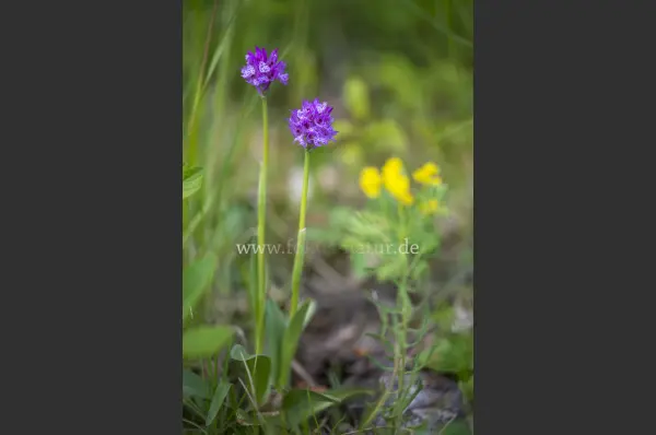 Fokus-Natur Bild
