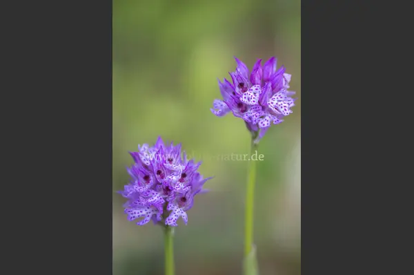 Fokus-Natur Bild