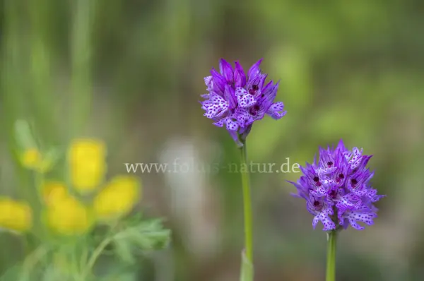 Fokus-Natur Bild