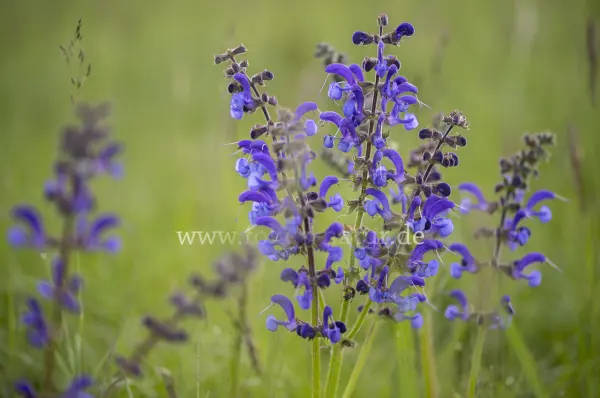 Fokus-Natur Bild