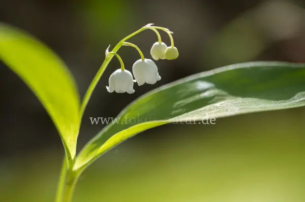 Fokus-Natur Bild