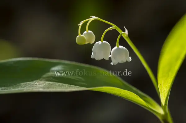 Fokus-Natur Bild