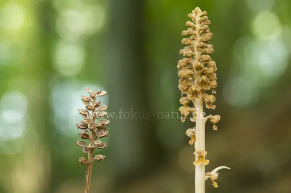 Fokus-Natur Bild
