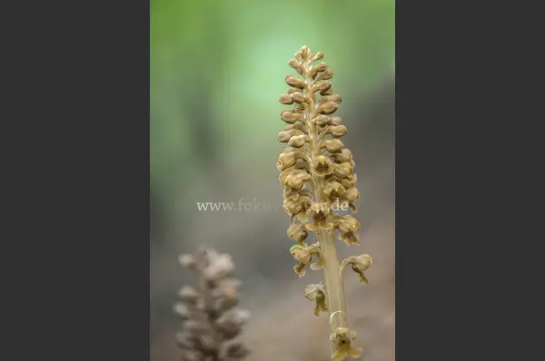 Fokus-Natur Bild