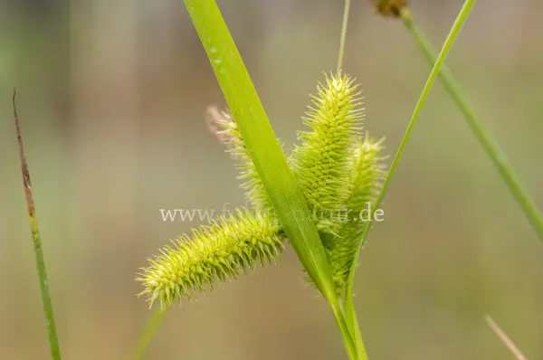 Fokus-Natur Bild