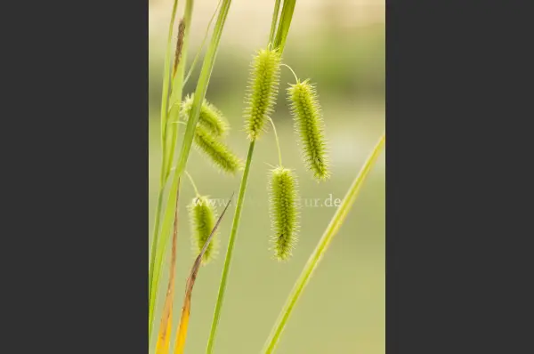 Fokus-Natur Bild