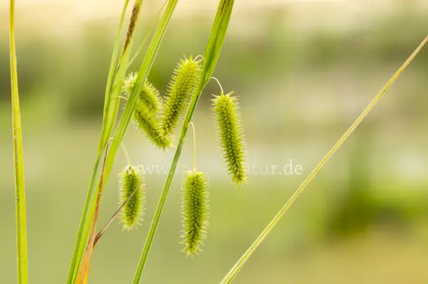 Fokus-Natur Bild