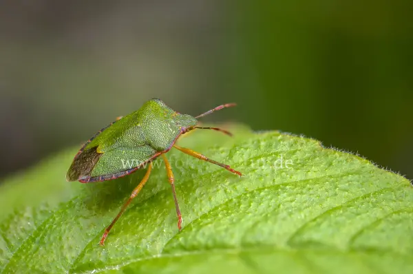 Fokus-Natur Bild