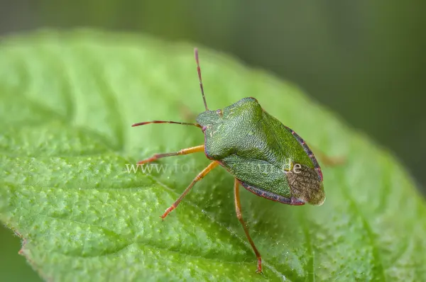 Fokus-Natur Bild