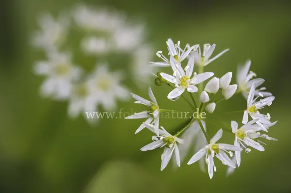 Fokus-Natur Bild