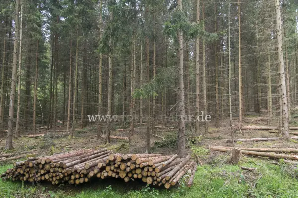 Fokus-Natur Bild