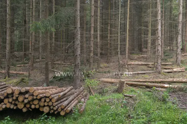 Fokus-Natur Bild