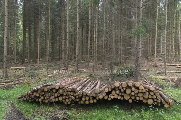 Fokus-Natur Bild