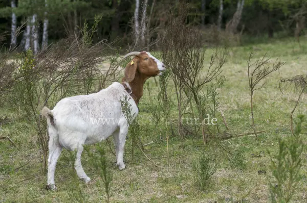 Fokus-Natur Bild
