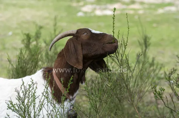 Fokus-Natur Bild