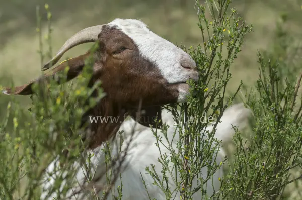 Fokus-Natur Bild
