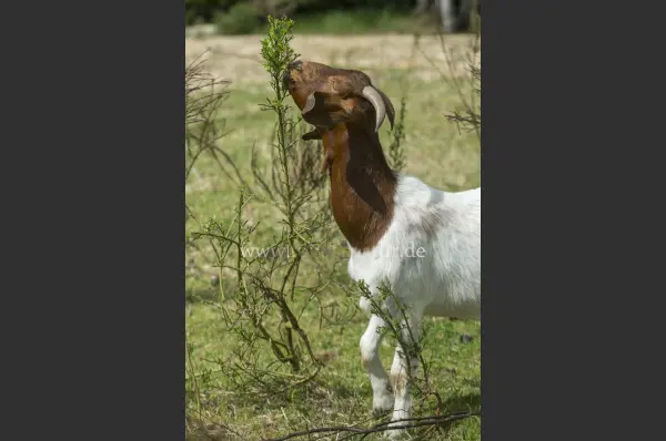 Fokus-Natur Bild
