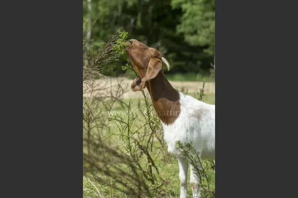 Fokus-Natur Bild