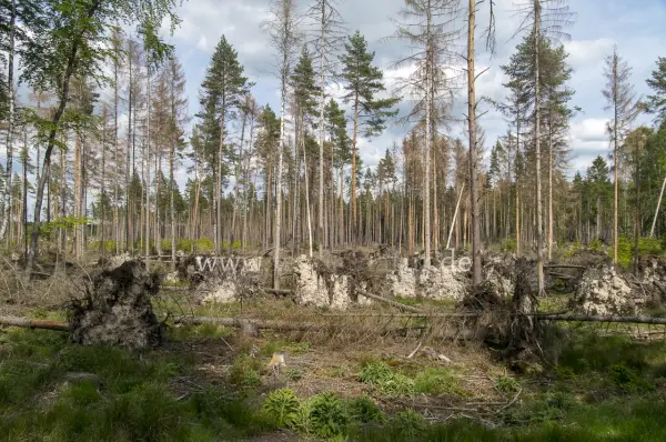 Fokus-Natur Bild