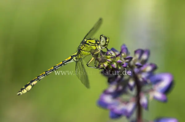 Fokus-Natur Bild