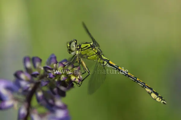 Fokus-Natur Bild