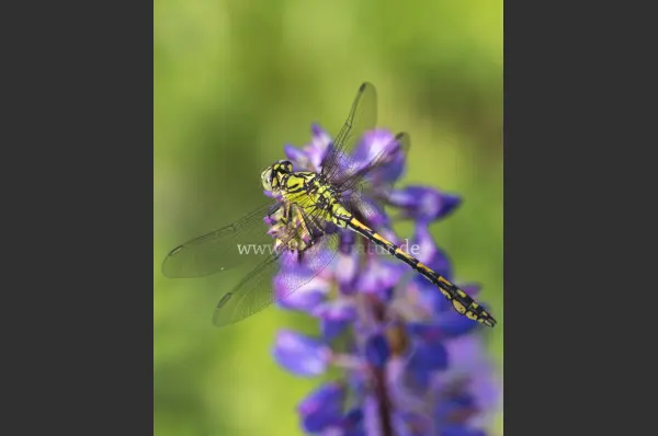 Fokus-Natur Bild